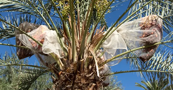 Date Fruit Bunches at the ASU Arboretum